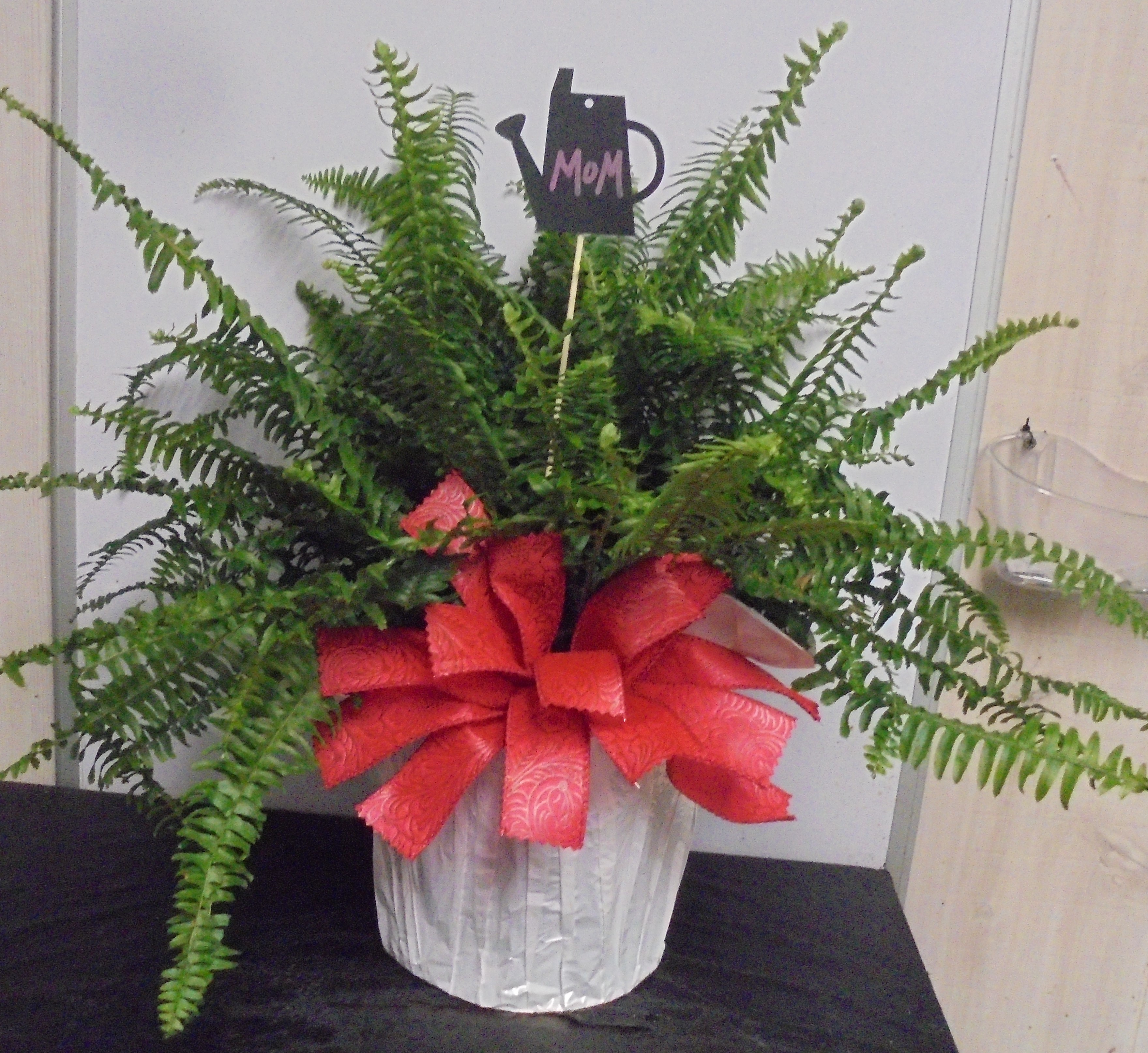 (36) "Outdoor" Fern Plant
$50.00