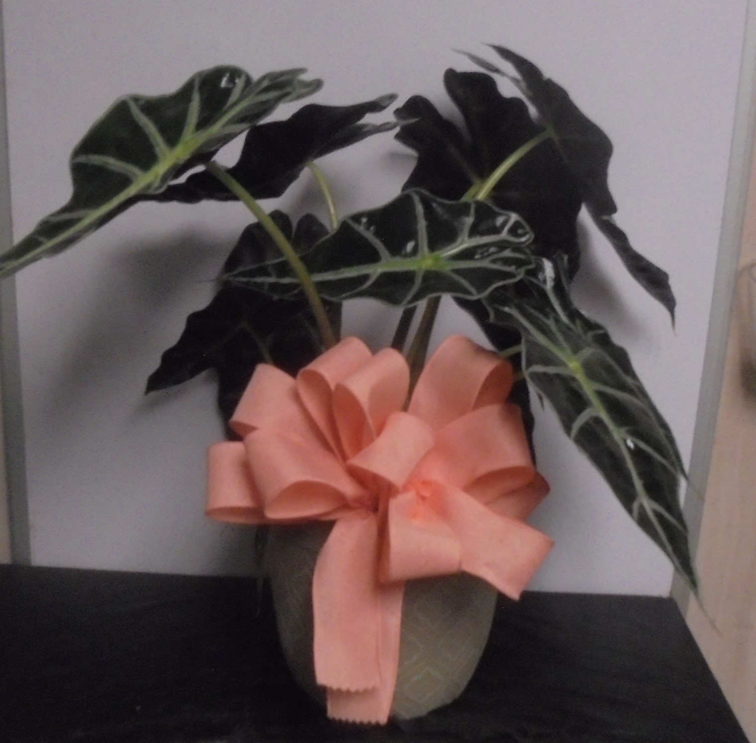 (4) Alocasia Plant
With Peach Bow
$45.00