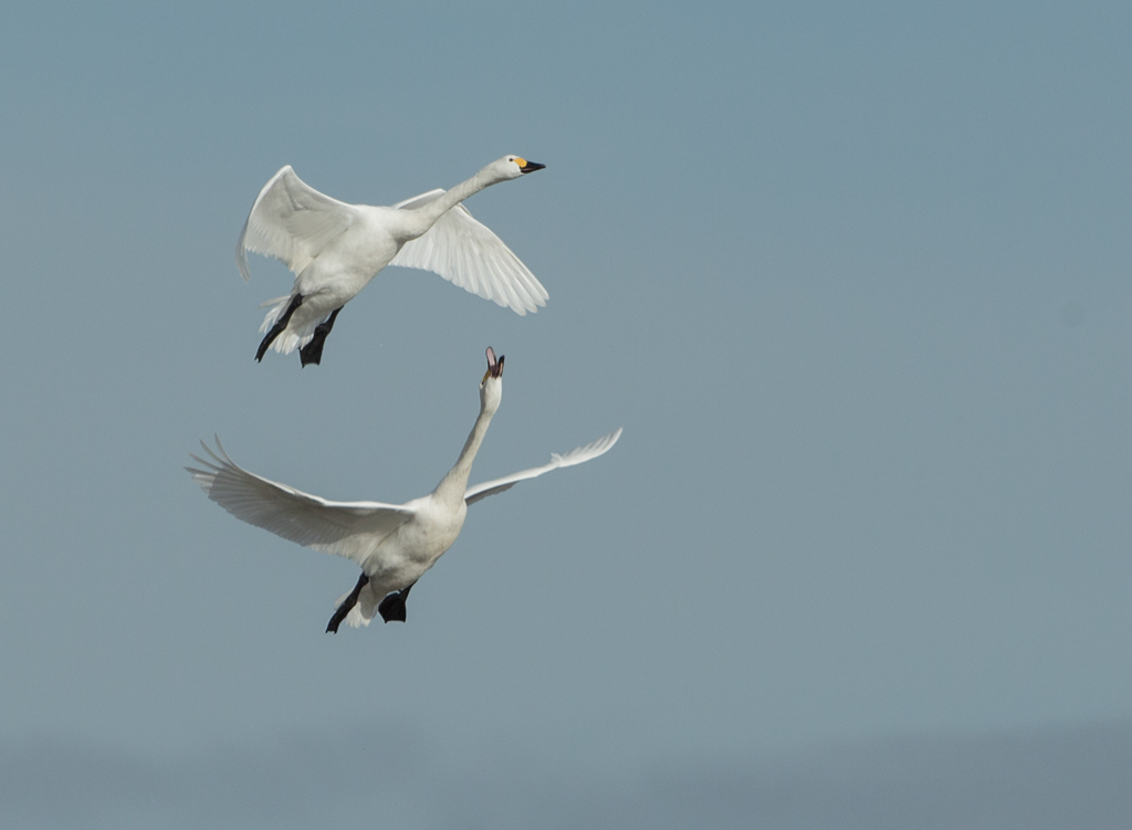 Two Bewick's Swan.