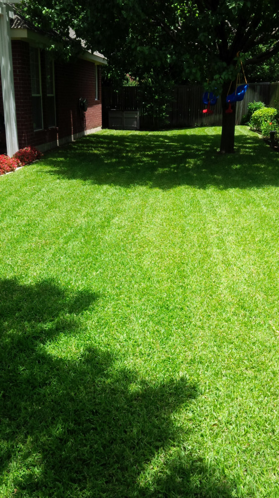 Weekly mowed back yard