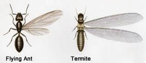 Ant or Termite?