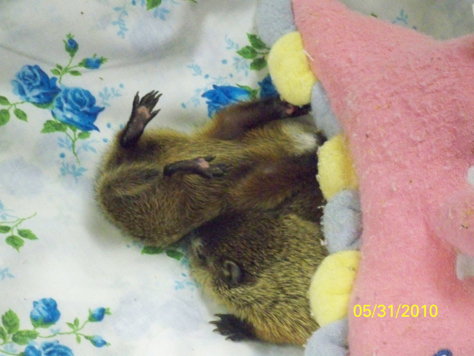baby groundhogs