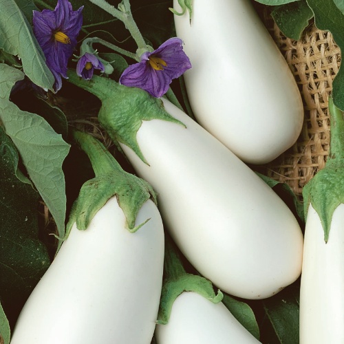 Eggplant White Star Eggplant White Star