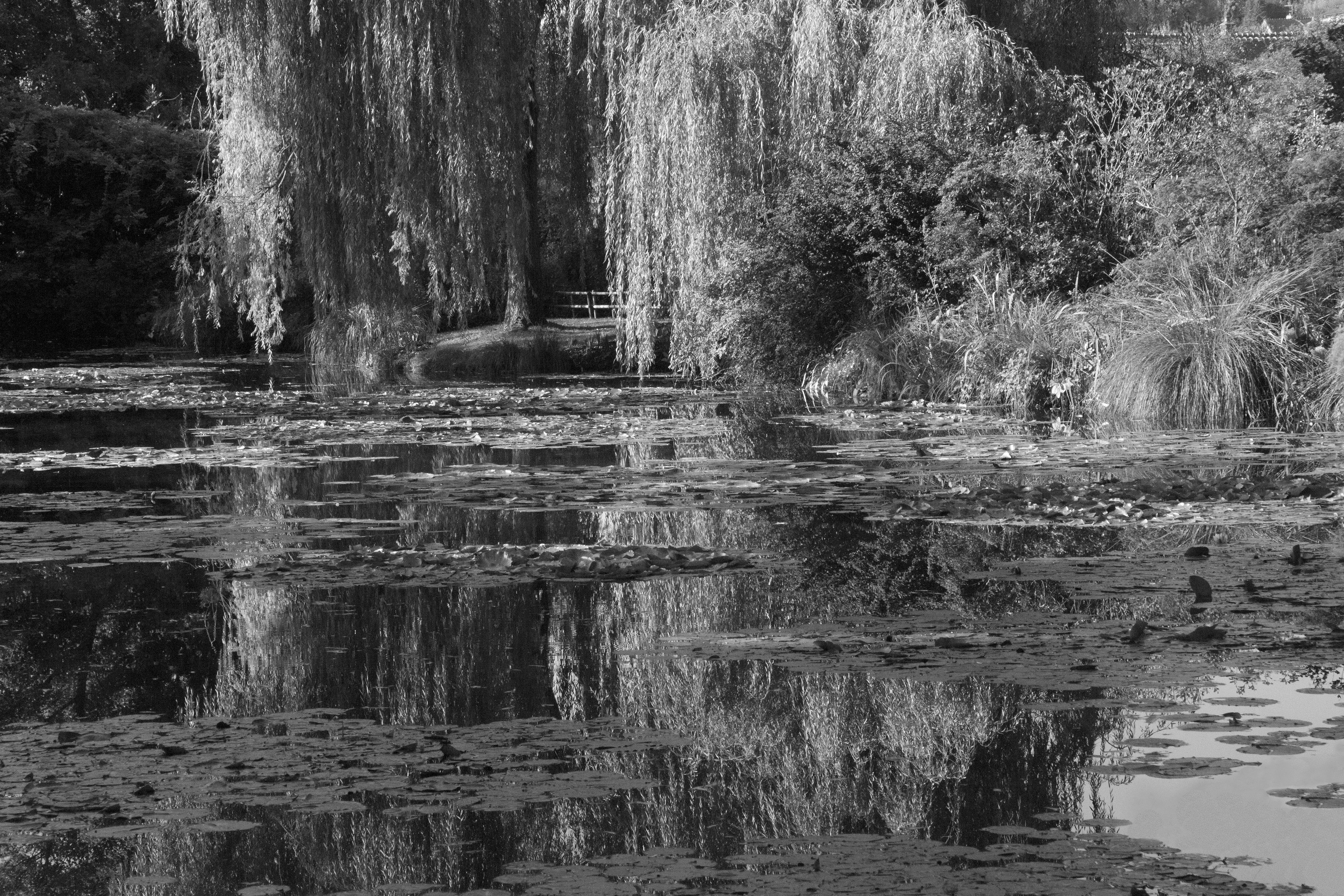 Giverny Lilypads