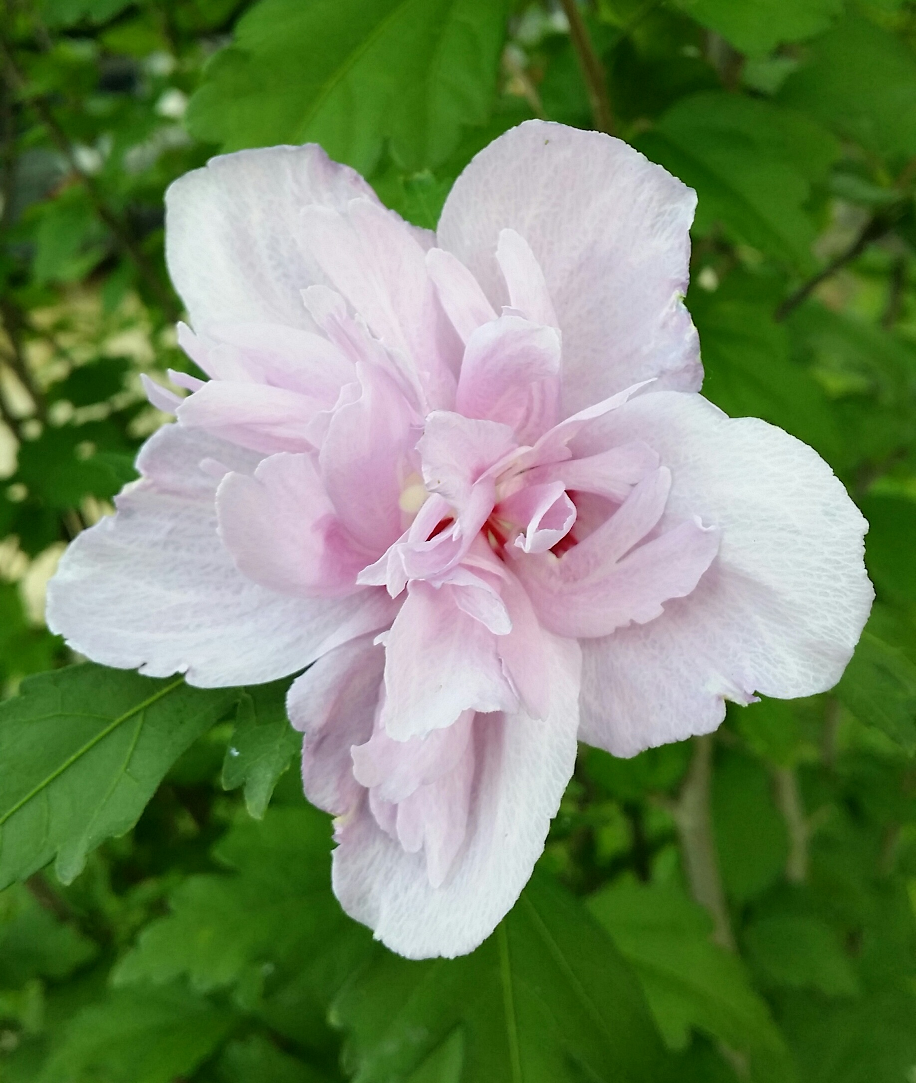 Pastel Lavender Double Rose of Sharon