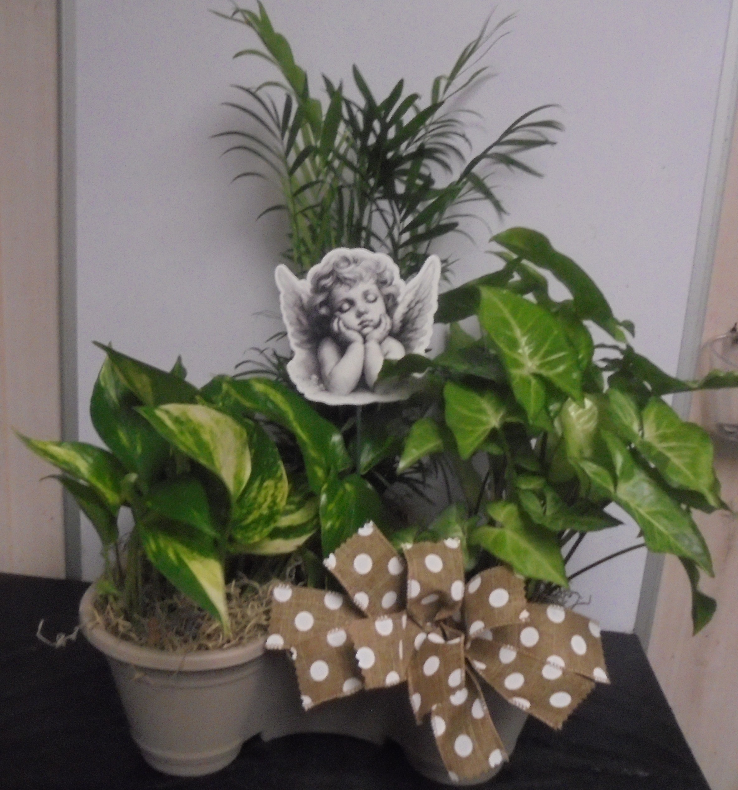  (5)  "Three" Plant Combo
With Angel
$60.00