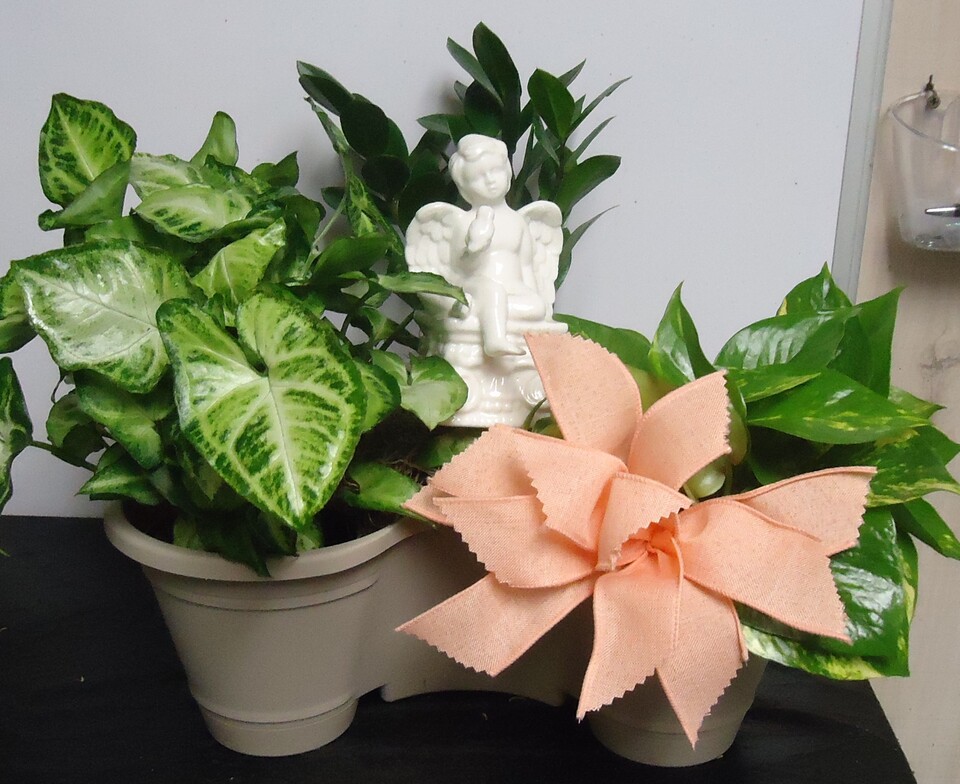(29) "Three" Plant Combo
W/ Angel
$50.00
(Plants, Angels & Bows May Vary)