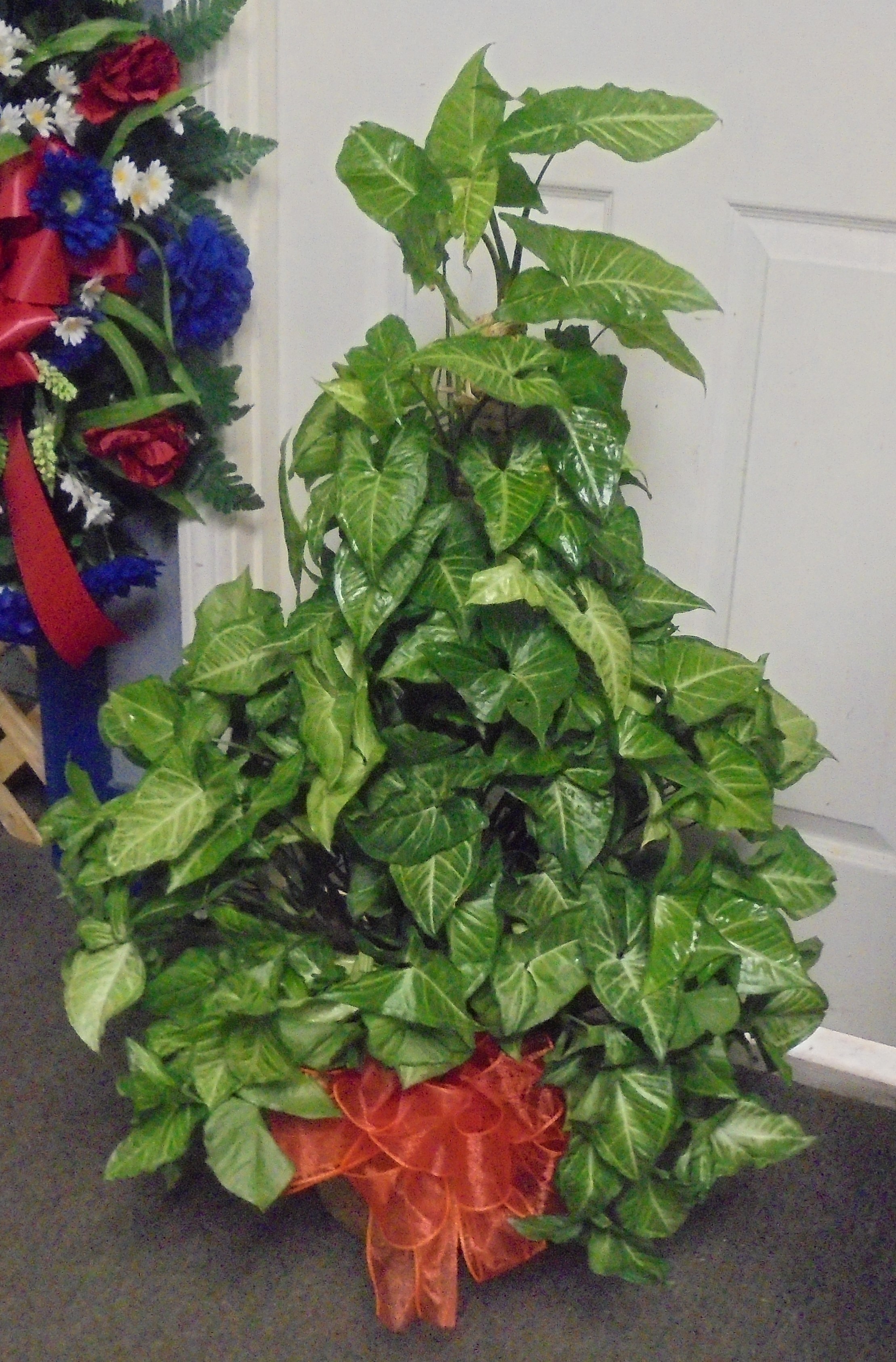 (SORRY OUT OF STOCK!!)
(24) "Nephthytis" Butterfly Pole Plant
W/ Cross
$80.00