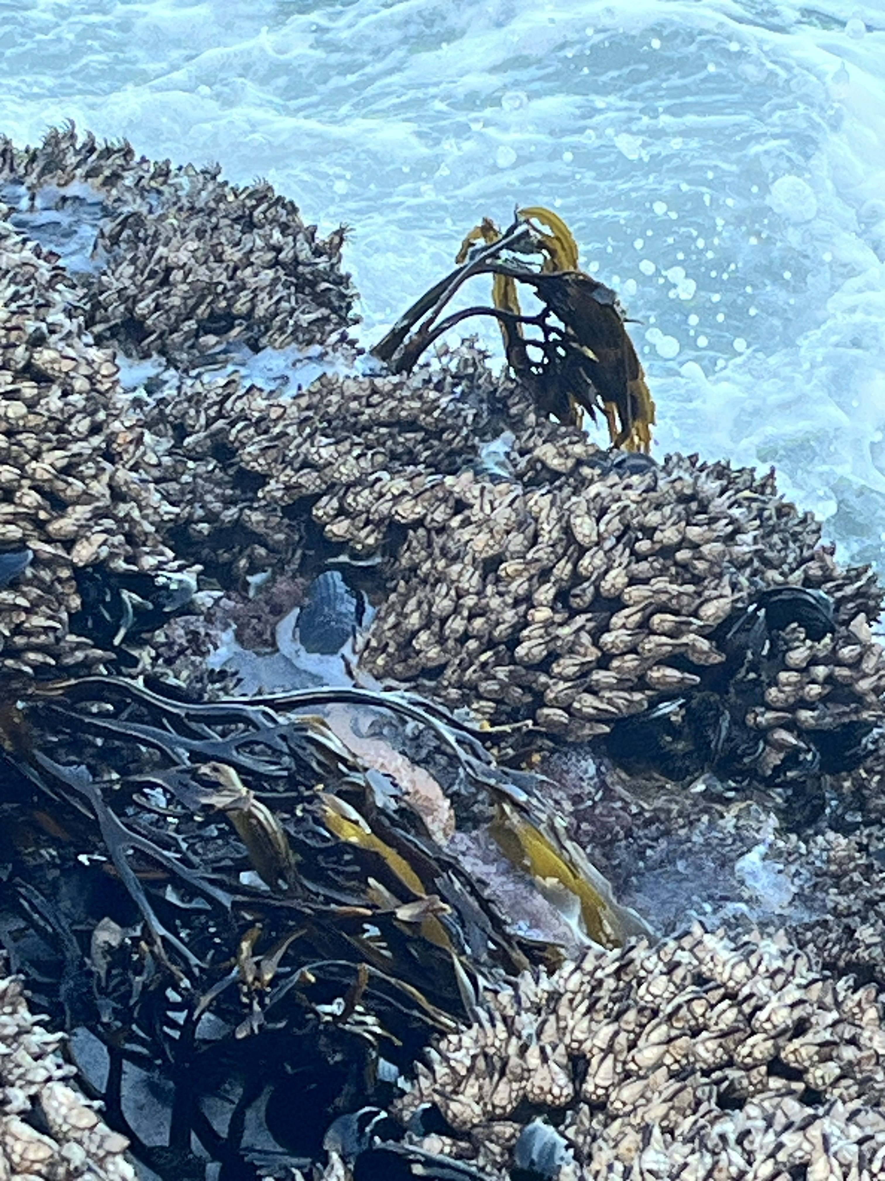 Perennial or "Tree" Flat Pompom Kelp (likely Lessoniopsis littoralis) 