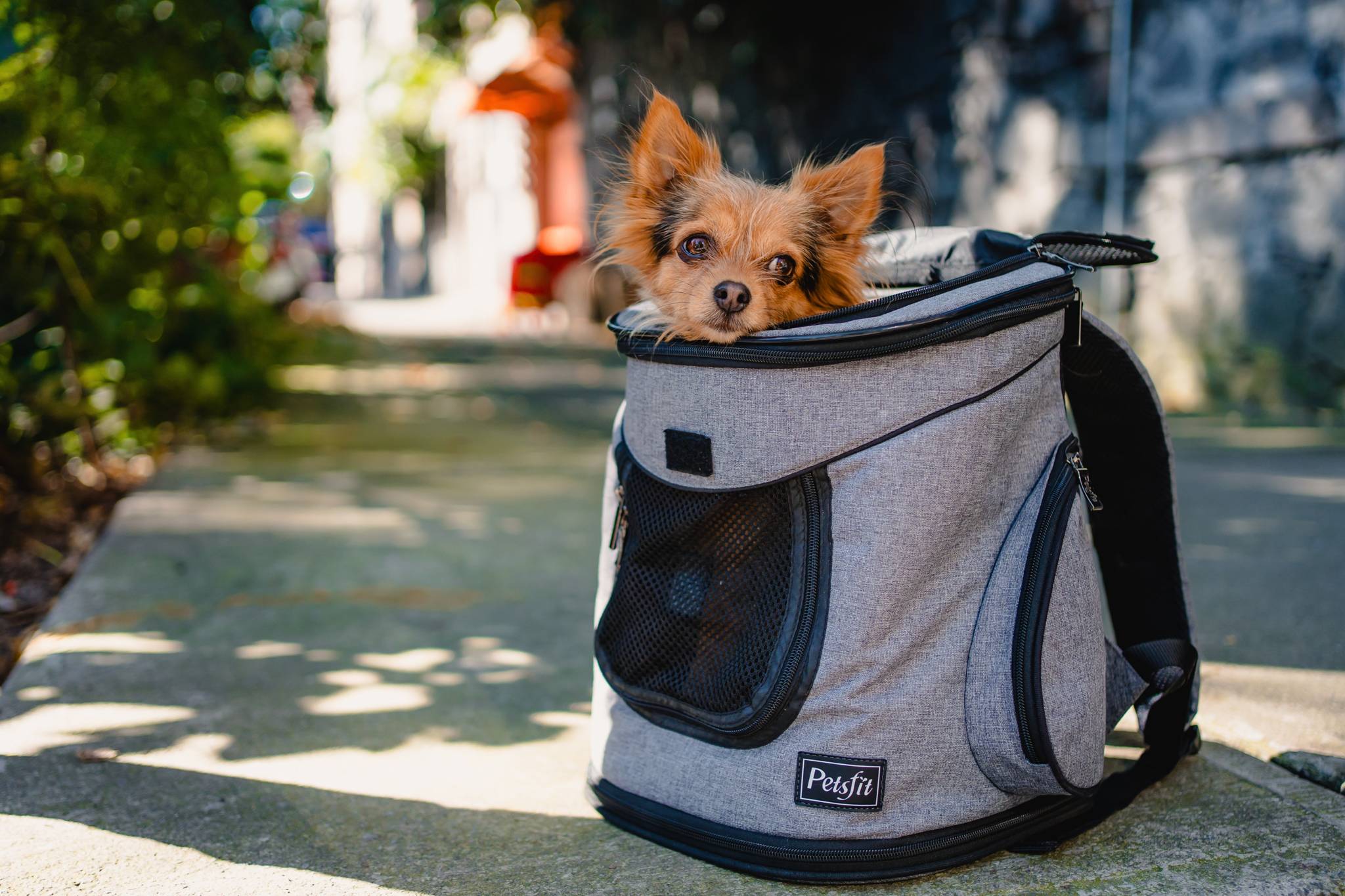 Dog traveling with friends and family on the way to the wedding in Cuernavaca.