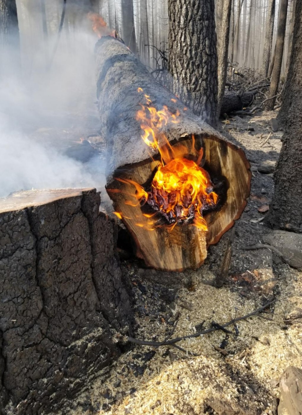 https://0201.nccdn.net/4_2/000/000/05a/acf/fire-log.jpg