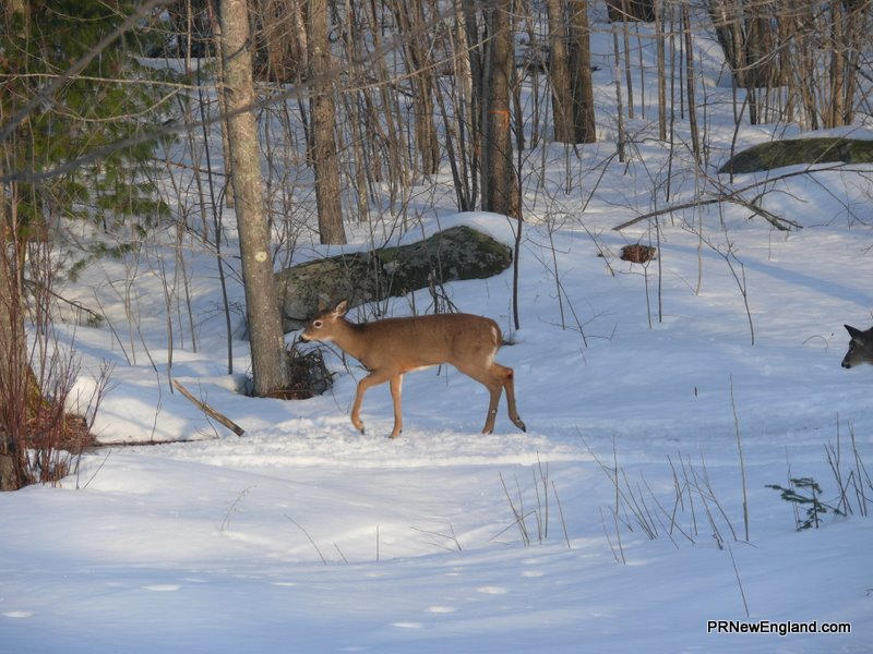 Deer in Snow