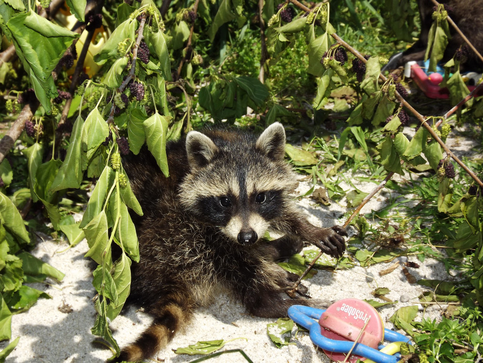 raccoon rehab