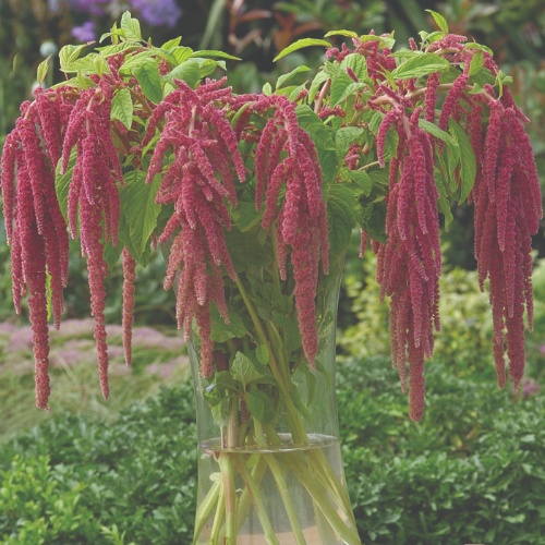 Coral Fountain