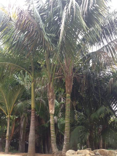 Kentia Palm