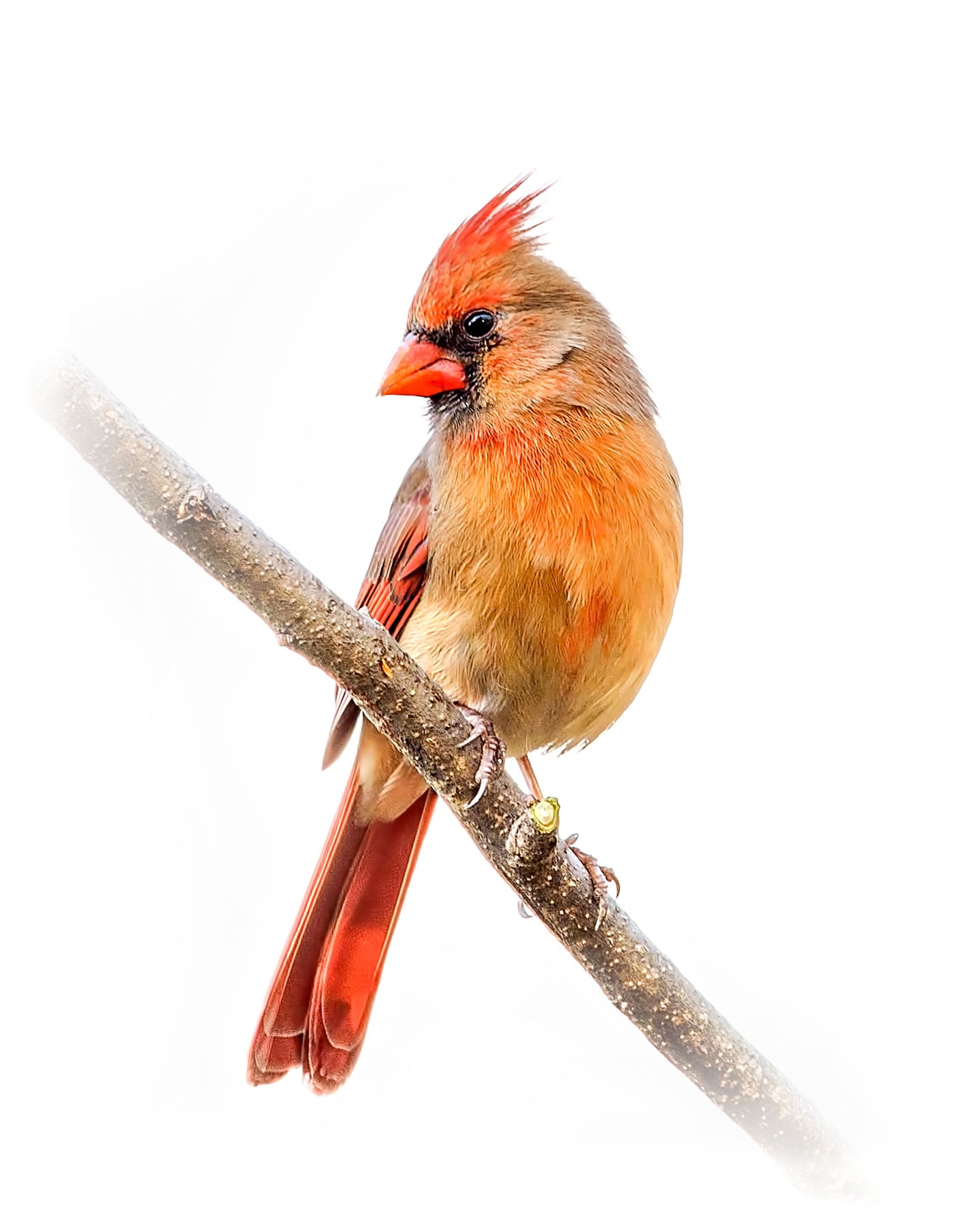 Northern Cardinal female 7