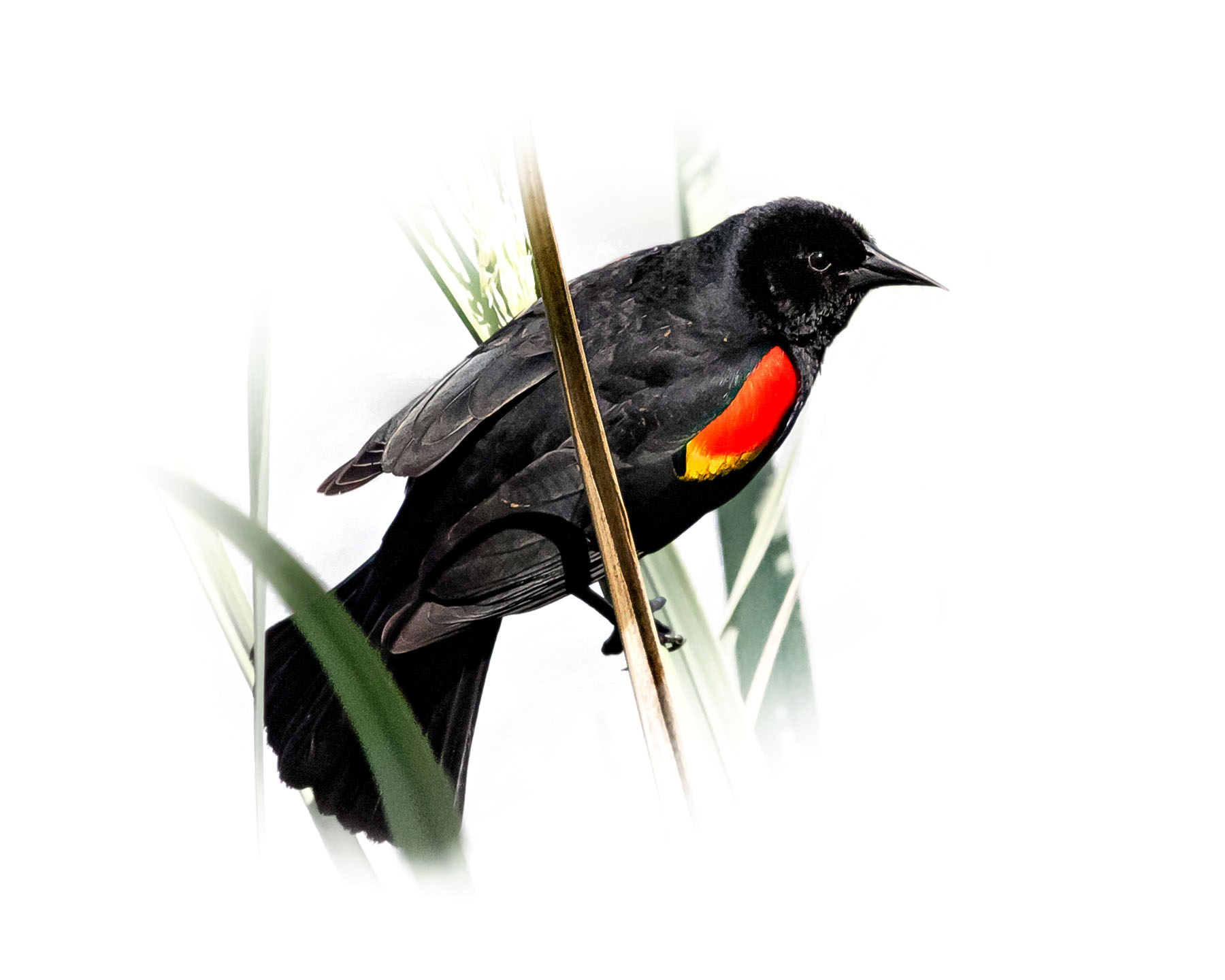 Red-winged Blackbird 4