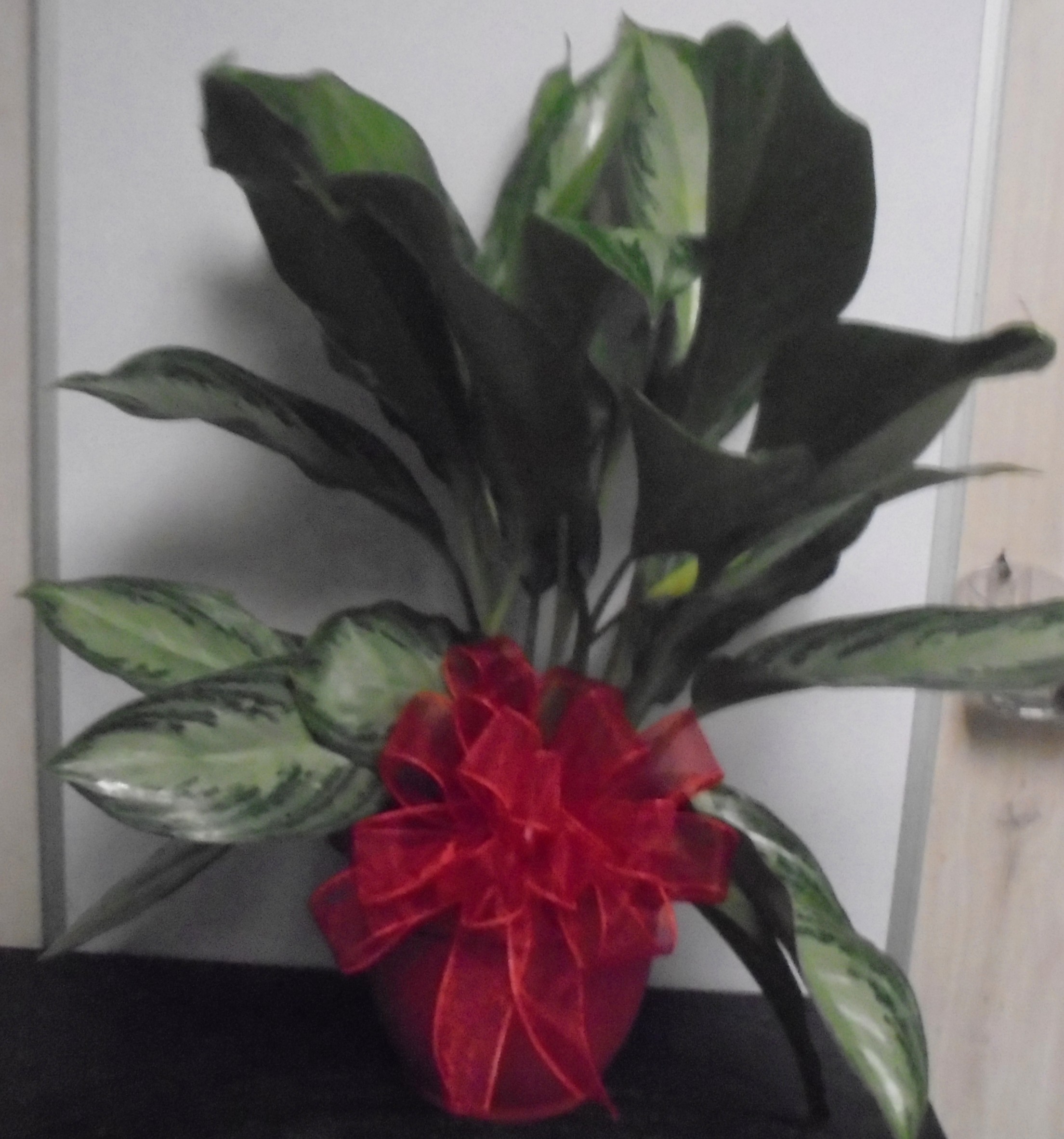 (SORRY SOLD!!)
(18)  Chinese Evergreen Plant
$50.00