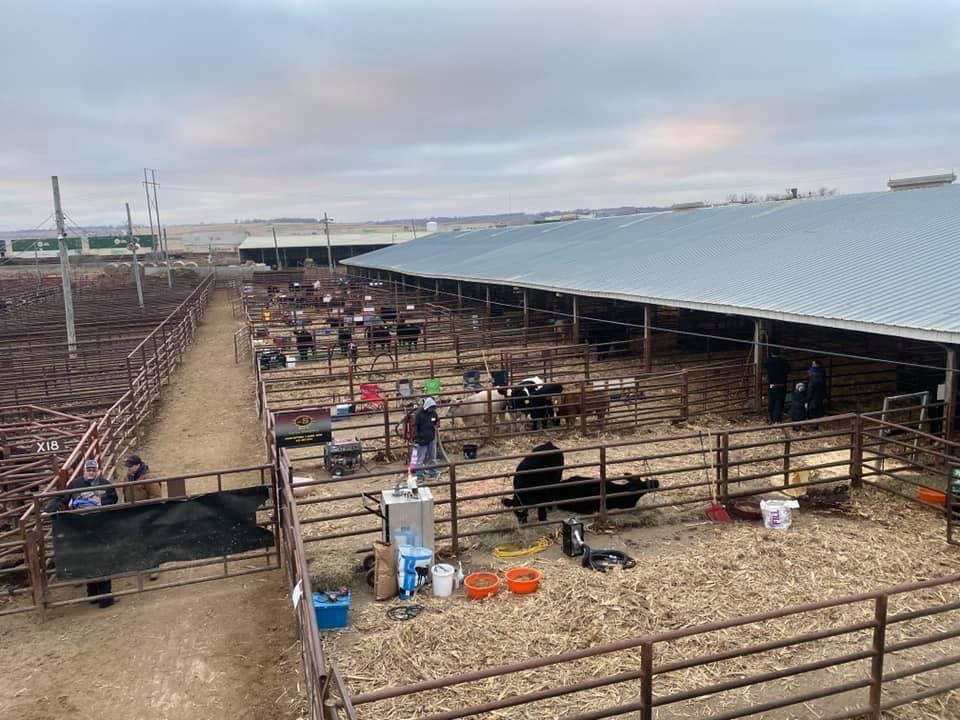 Club Calf Sale