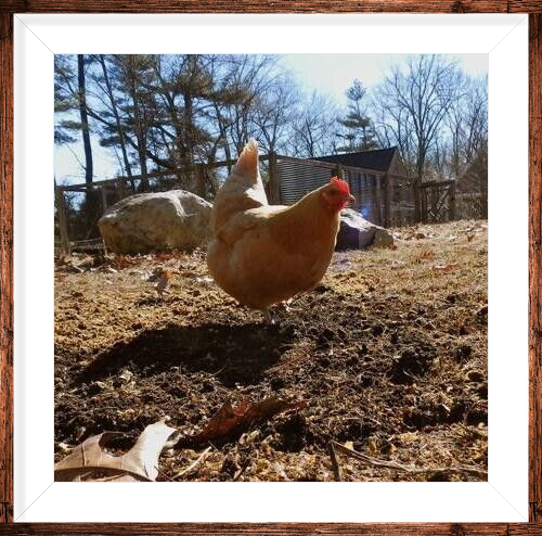 Organic Chicken Fertilizer