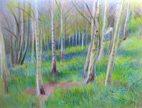 Bluebells at Emmetts Garden