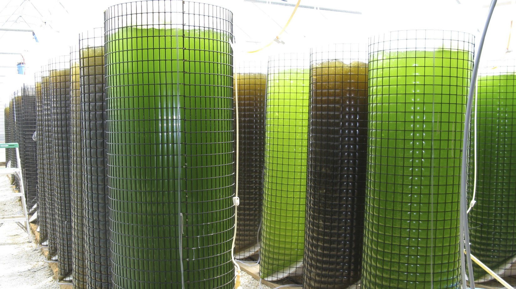 A DIFFERENT SPECIES OF ALGAE CAN BE GROWN IN EACH BIOREACTOR

SEACAPS CONTINUOUS CULTURE PRODUCES A HIGH CONSISTENT NUTRIENT VALUE ALGAE FOR YOUR NEEDS