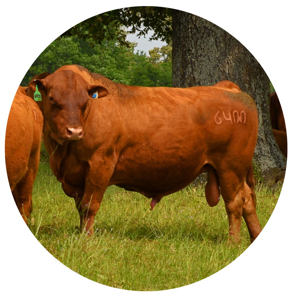 Registered South Poll Cattle