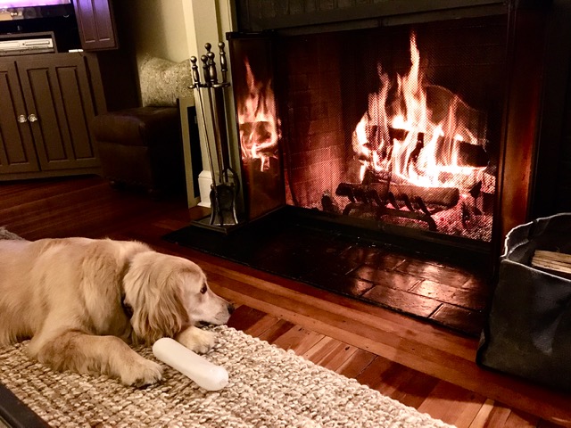 Ellie by the fire