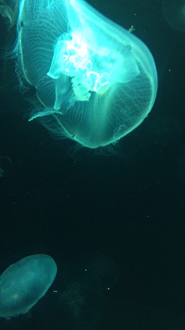 "Jellyfish" 2016
Baltimore Aquarium