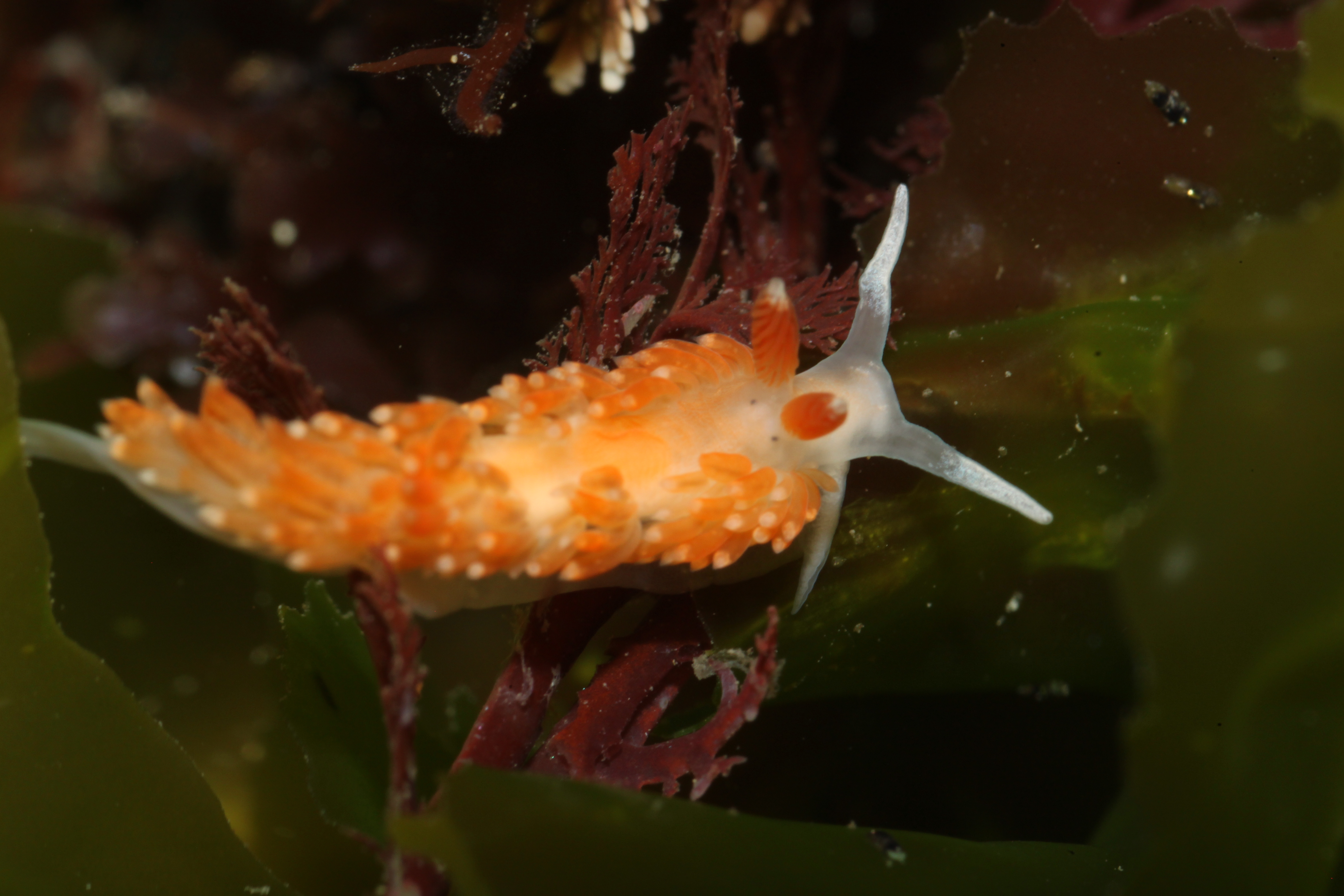 Olive's Aeolid (Anteaeolidiella oliviae)