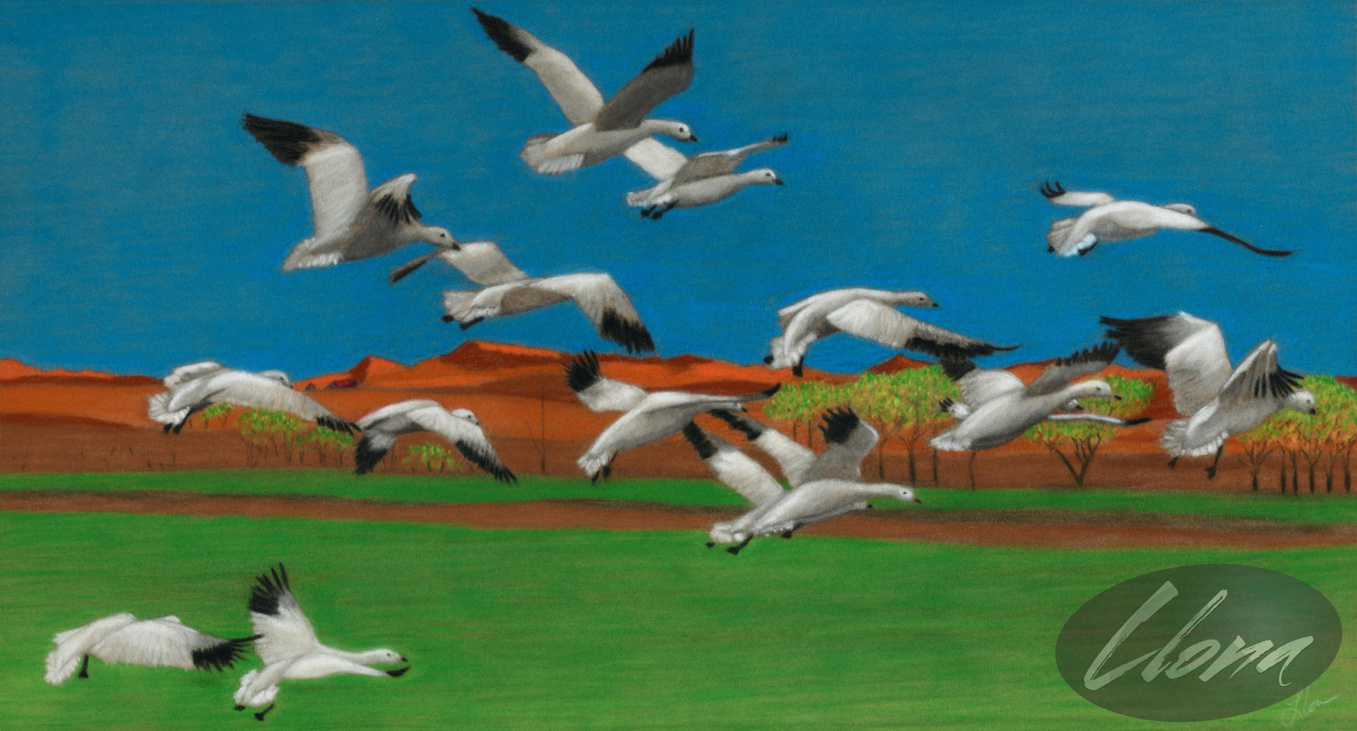 Snow Geese in Adrian
Original Pastel Painting
