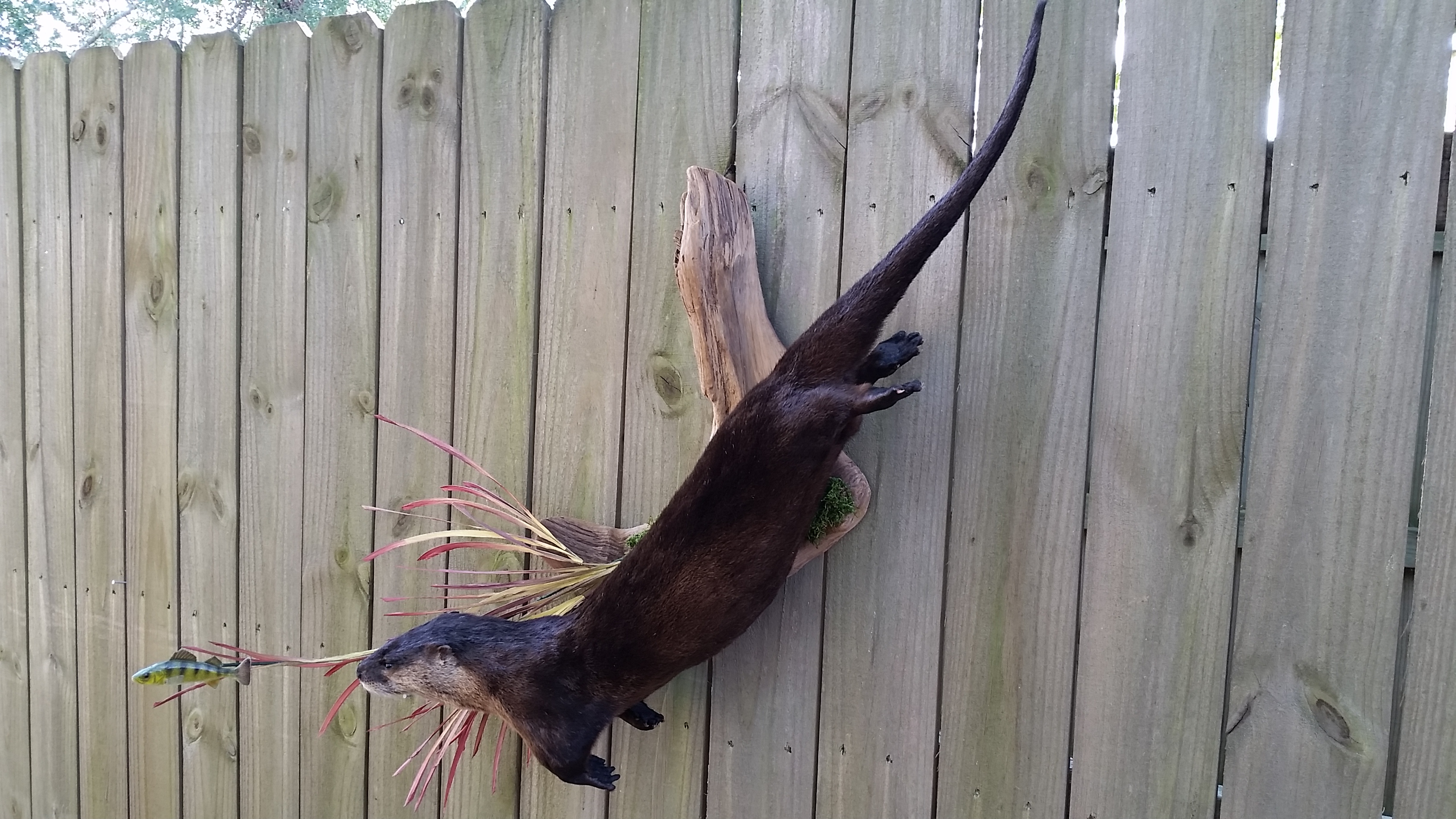 Preserved Otter