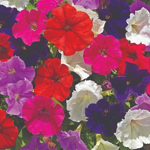 Picobella Mix F1 Picobella Mix F1