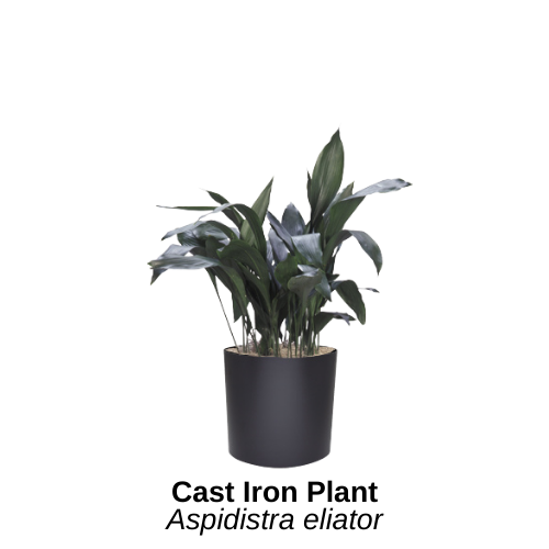 https://0201.nccdn.net/4_2/000/000/060/85f/cast-iron-plant.png