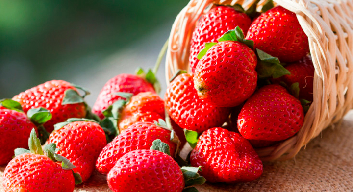 Fresas frescas rojas esparcidas de una cesta sobre una superficie de tela.