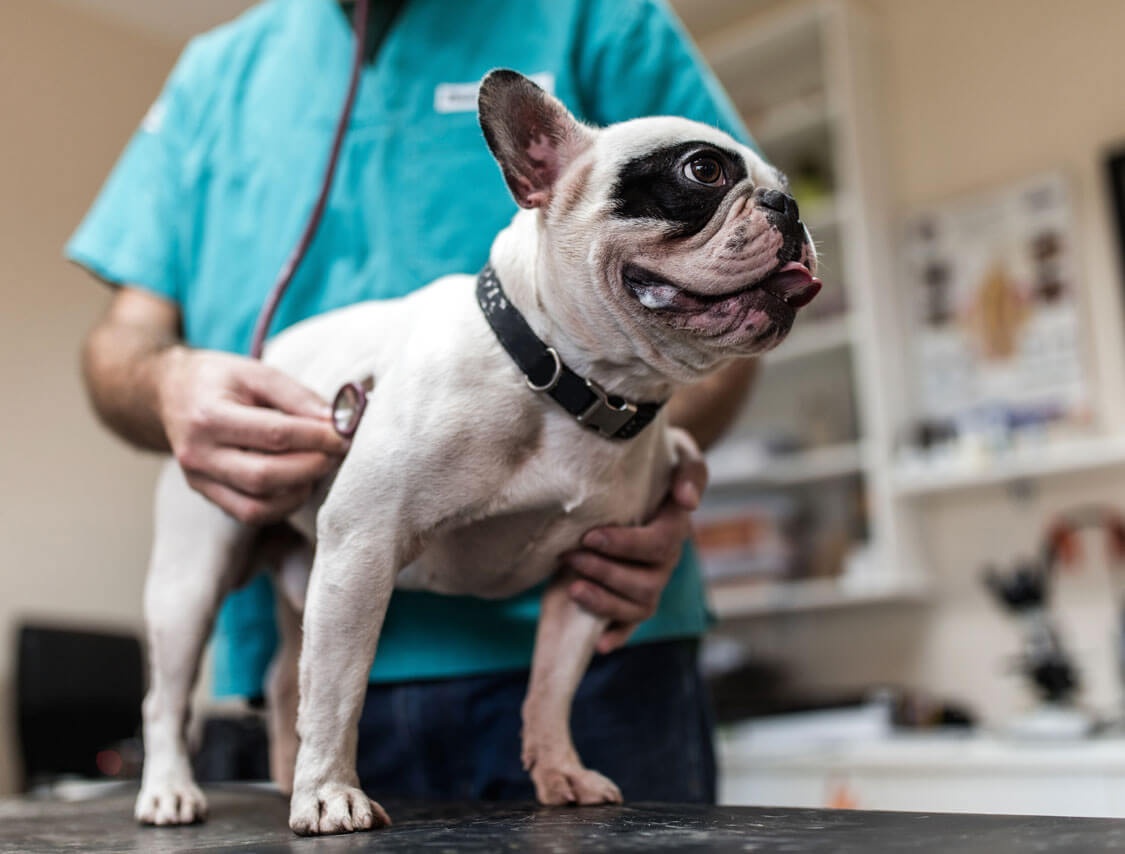 Clínica Veterinaria y Acuario Dr. Murrieta - Ultrasonidos