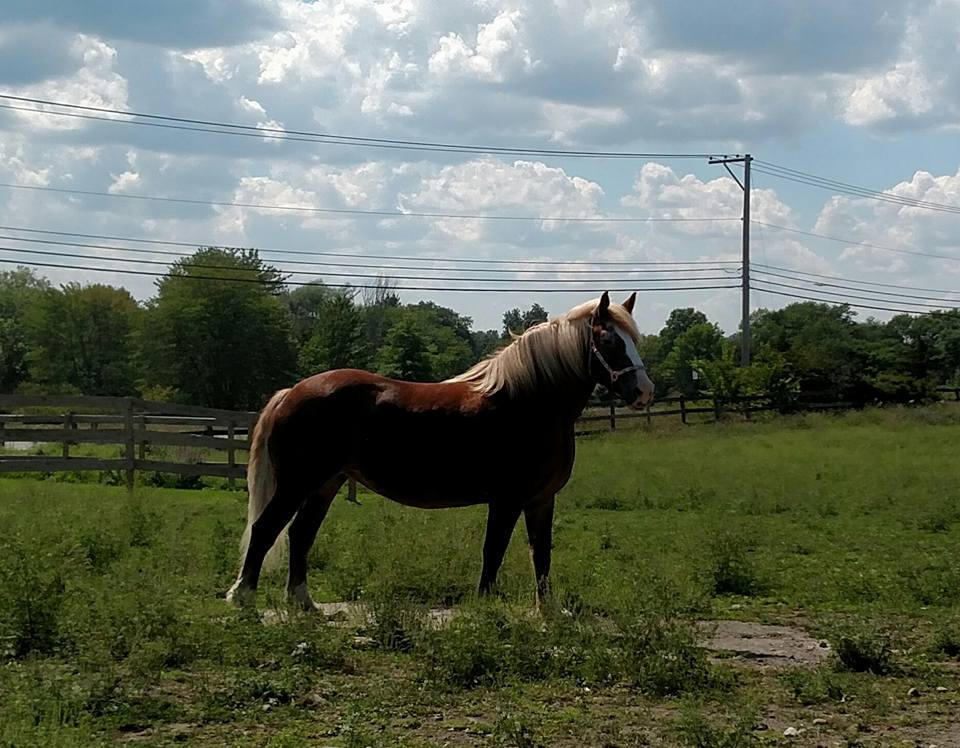 Farrah: She came to Positive Way to help her with BIG spooking issues.