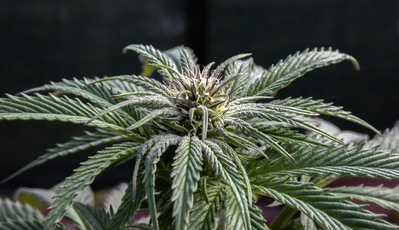 planta de hoja verde