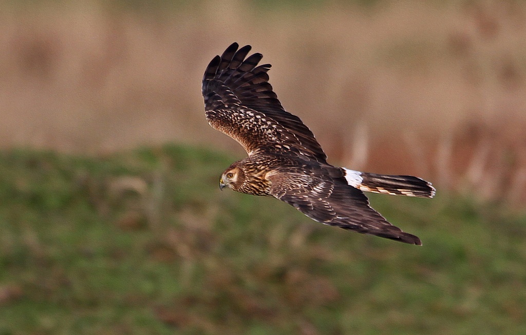 Ringtail Hen Harrier
