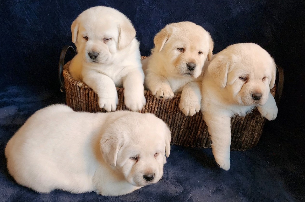 Addis & Chip's 
Puppies