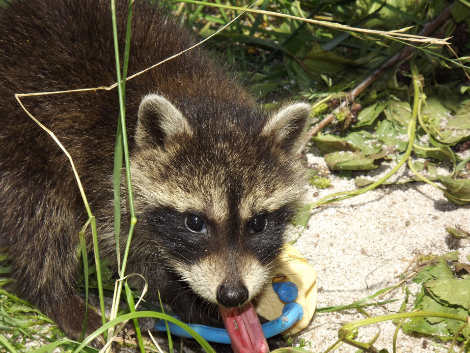 baby raccoon