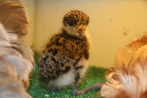 Gorgeous plover chick found alone, now being raised by us and released when old enough and able to fend for it self.