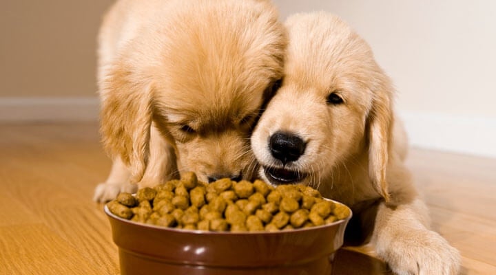 Veterinaria Allende - ALIMENTO PARA MASCOTAS