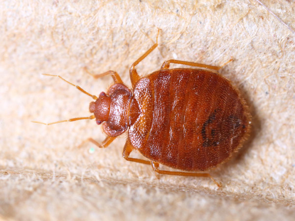 Parasitic bed bug Parasitic bed bug