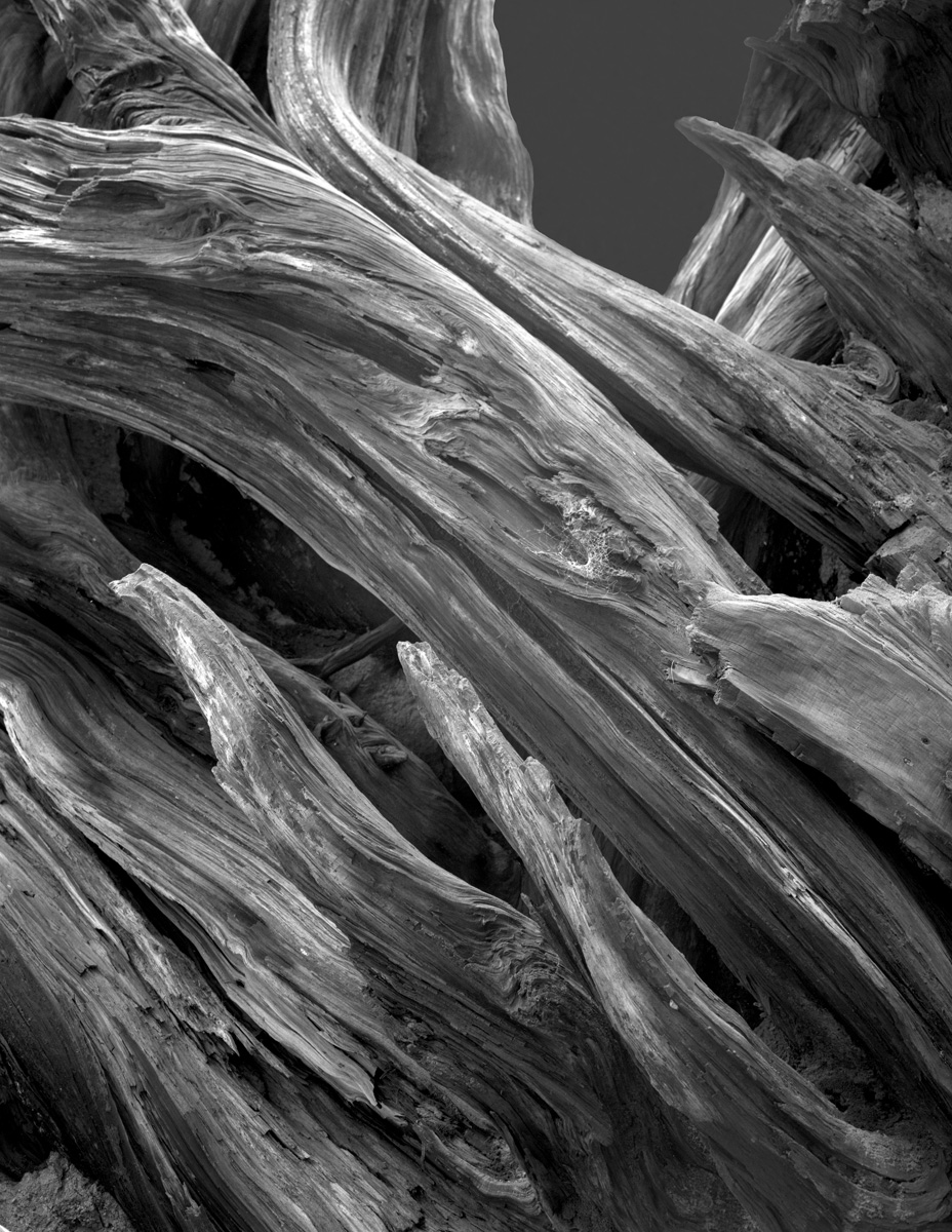 Sequoia Fallen Giant