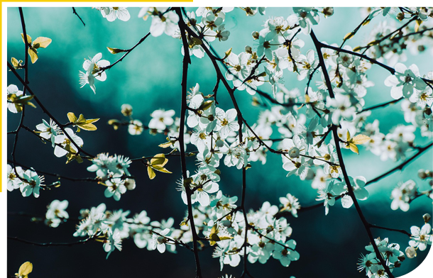 Close up of white blossoms 