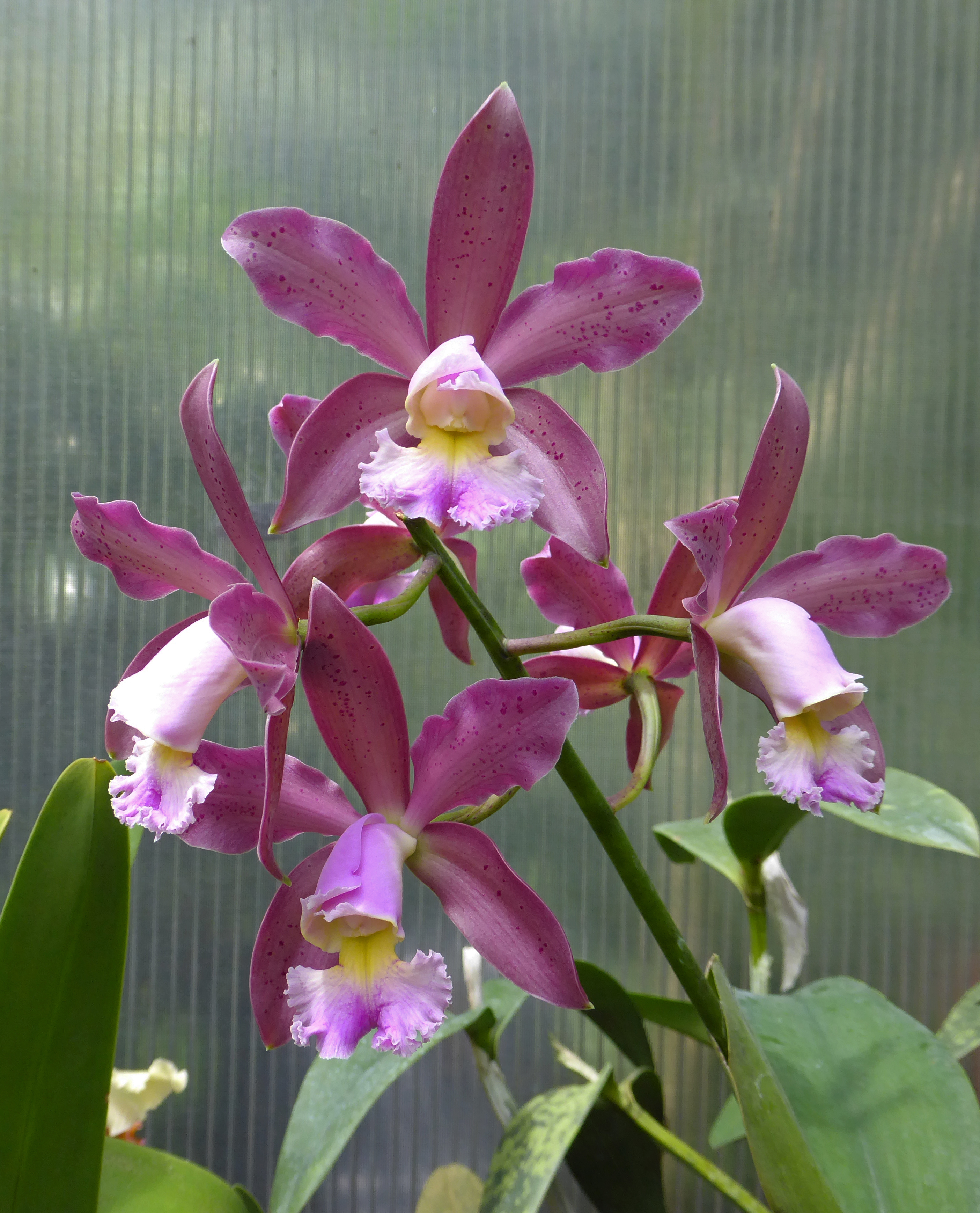 C Hybrida 'Hackneau'