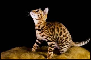 Bengal kitten