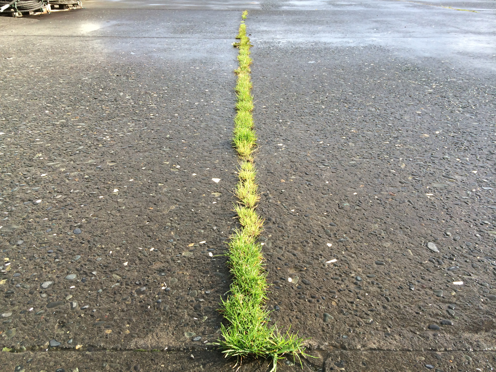 A long, thin, straight line of bright green grass grows along a crack in asphalt.