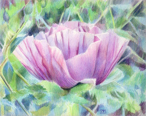 Lilac Poppy by Katherine Tyrrell - a colour study (8"x10") coloured pencils on Arches HP